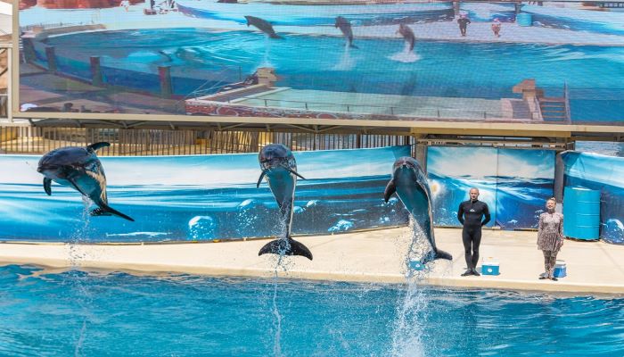 Dolphins Show & Swimming with Dolphins