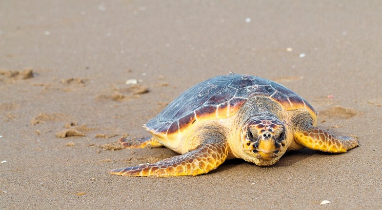 السلاحف caretta التركية